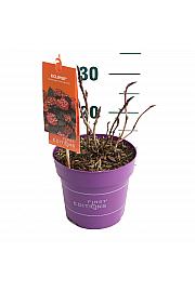 Hortenzija makrofila EclipseRed C3 Lit. 20-25 cm