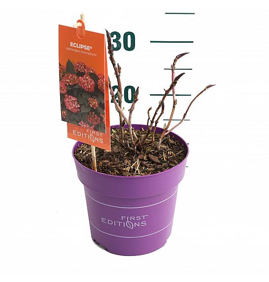Hortenzija makrofila EclipseRed C3 Lit. 20-25 cm