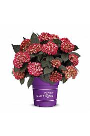 Hydrangea macrophylla EclipseRed C3 Lit. 20-25 cm