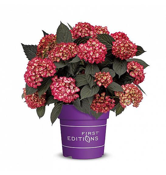 Hydrangea macrophylla EclipseRed C3 Lit. 20-25 cm