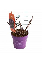 Hortenzija makrofila Eclipse Purple C3 Lit. 20-25 cm