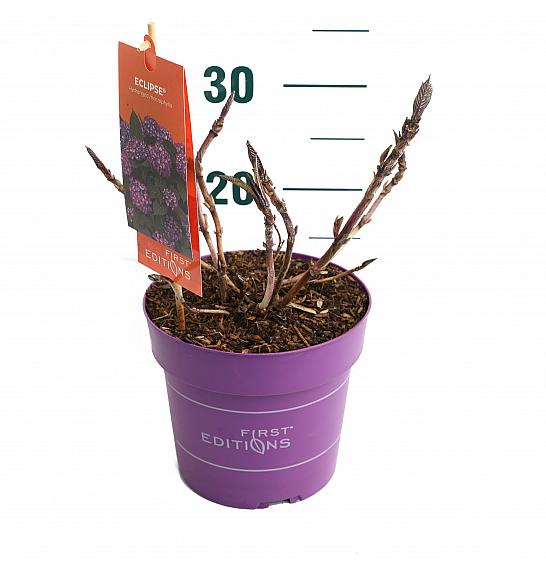 Hortenzija makrofila Eclipse Purple C3 Lit. 20-25 cm