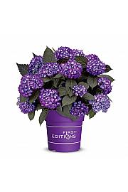 Hydrangea macrophylla Eclipse Purple C3 Lit. 20-25 cm