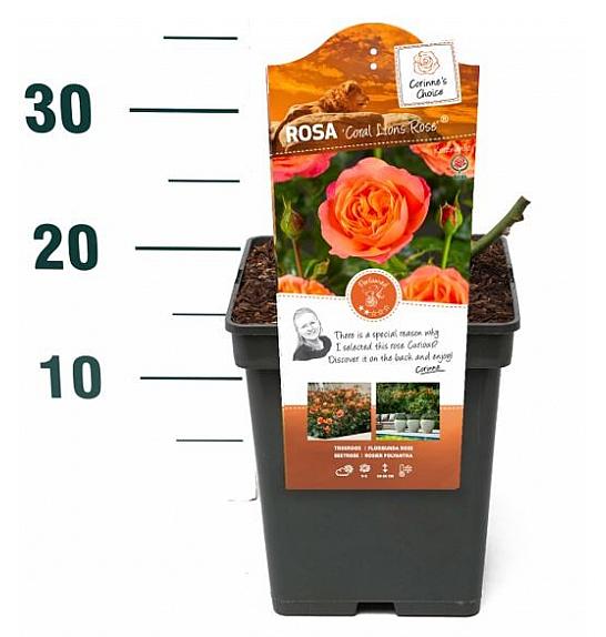 Rosa hybrid Coral Lions Rose® C5 Lit. 15-20 cm