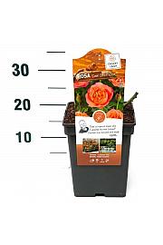 Rosa hybrid Coral Lions Rose® C5 Lit. 15-20 cm