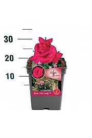 Rosa Hot Lady® C5 Lit. 15-20 cm