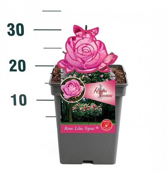 Rosa Lilac Topaz® C5 Lit. 15-20 cm