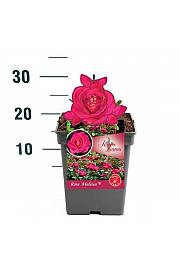 Rosa Maleica®C5 Lit. 15-20 cm