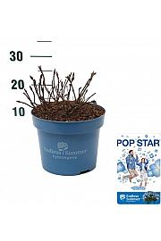 Hortenzija ES Pop Star® plava C5 lit. 25-30 cm