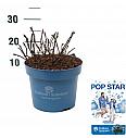 Hydrangea E.S. Pop Star® Blue C5 Lit. 25-30 cm