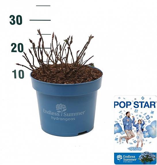 Hydrangea E.S. Pop Star® Blue C5 Lit. 25-30 cm