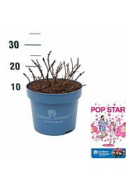 Hortenzija ES Pop Star® ružičasta C5 lit. 25-30 cm