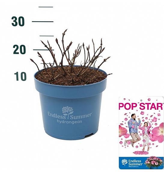 Hortenzija ES Pop Star® ružičasta C5 lit. 25-30 cm