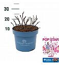 Hydrangea E.S. Pop Star® Pink C5 Lit. 25-30 cm