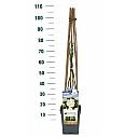 Rosa Alaska® C5 Lit. 50-70 cm Vzpenjava