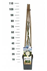 Rosa Alaska® C5 Lit. 50-70 cm Vzpenjava