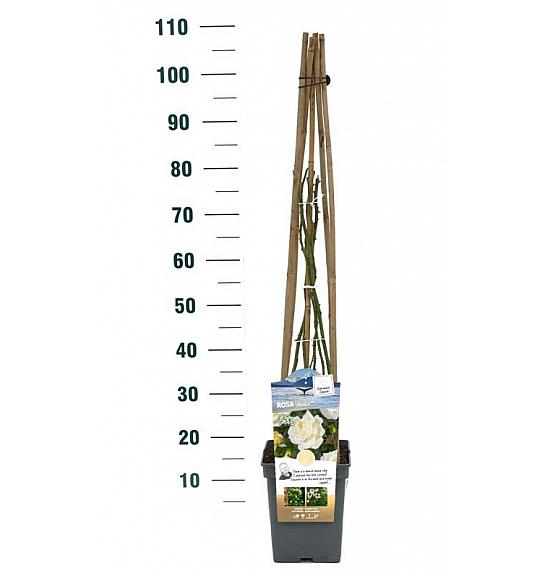 Rosa Alaska® C5 Lit. 50-70 cm Vzpenjava
