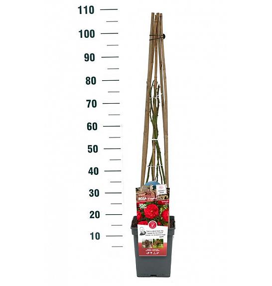 Rosa Florentina® C5 Lit. 50-70 cm Vzpenjava