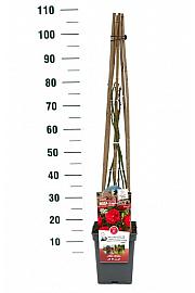 Rosa Florentina® C5 Lit. 70-80 cm Penjanje