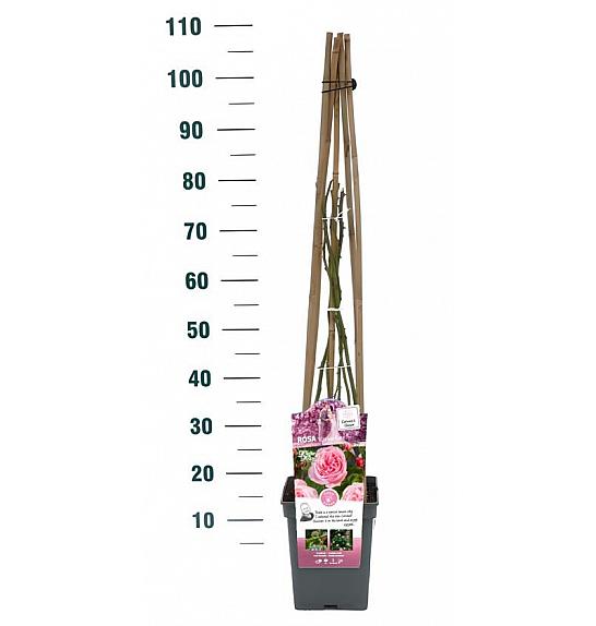 Rosa Kiss me Kate® C5 Lit. 50-70 cm Vzpenjava