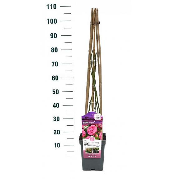 Rosa Laguna® C5 Lit. 50-70 cm Vzpenjava