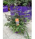 Vitex Flip Side C10 Lit. 50-60 cm