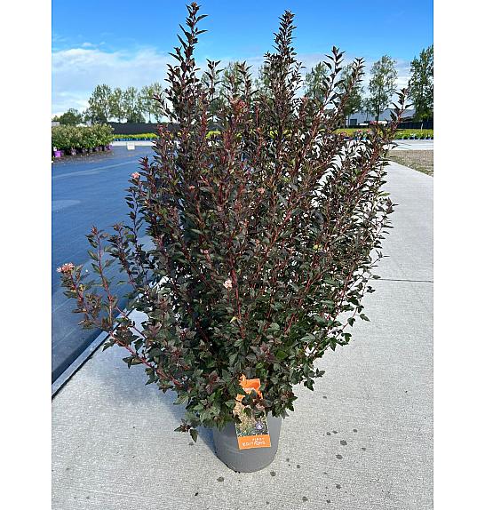 Physocarpus op. Little Devil® C10 Lit. 50-60 cm