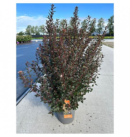 Physocarpus op. Little Devil® C10 Lit. 50-60 cm