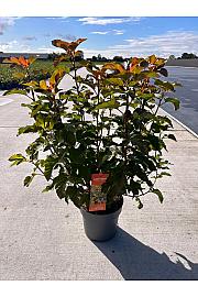Physocarpus op. Amber Jubilee® C10 Lit. 50-60 cm