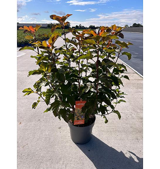 Physocarpus op. Amber Jubilee® C10 Lit. 50-60 cm
