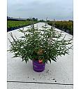 Cephalanthus occ. Fiber Optics® C10 Lit. 50-60 cm