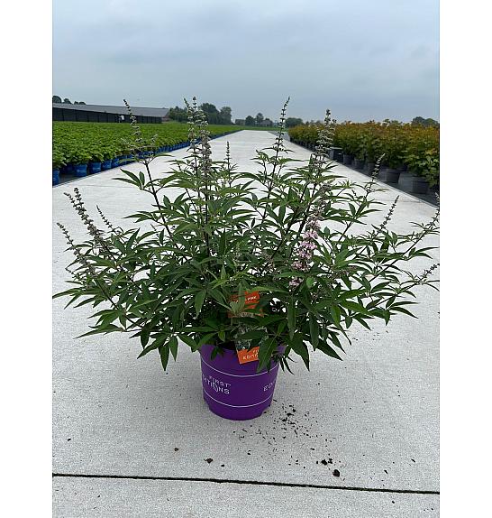 Cephalanthus occ. Fiber Optics® C10 Lit. 50-60 cm