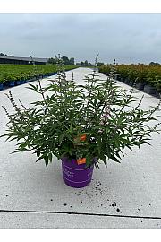 Cephalanthus occ. Optička vlakna® C10 lit. 50-60 cm