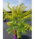 Rhus typhina Tiger Eyes® C10 Lit. 80-100 cm