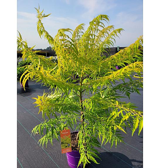 Rhus typhina Tiger Eyes® C10 Lit. 80-100 cm