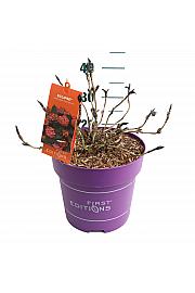 Hortenzija makrofila Eclipse Red C10 Lit. 30-40 cm