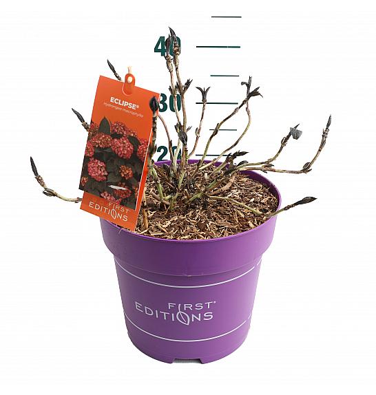 Hortenzija makrofila Eclipse Red C10 Lit. 30-40 cm