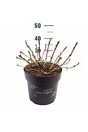 Hydrangea macrophylla Eclipse Purple C10 Lit. 30-40 cm