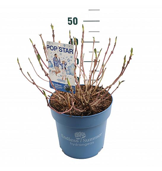 Hortenzija ES Pop Star® plava C10 lit. 30-35 cm