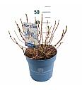 Hydrangea E.S. Pop Star® Blue C10 Lit. 30-35 cm