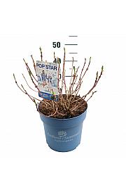 Hydrangea E.S. Pop Star® Blue C10 Lit. 30-35 cm
