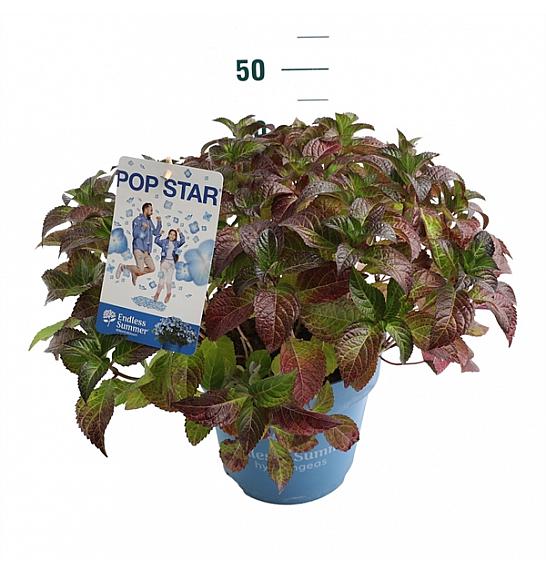 Hydrangea E.S. Pop Star® Blue C10 Lit. 30-35 cm