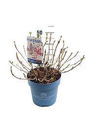 Hortenzija ES Pop Star® ružičasta C10 lit. 30-35 cm