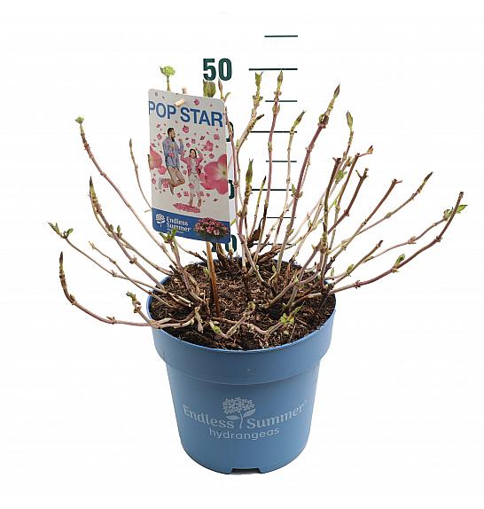 Hydrangea E.S. Pop Star® Pink C10 Lit. 30-35 cm