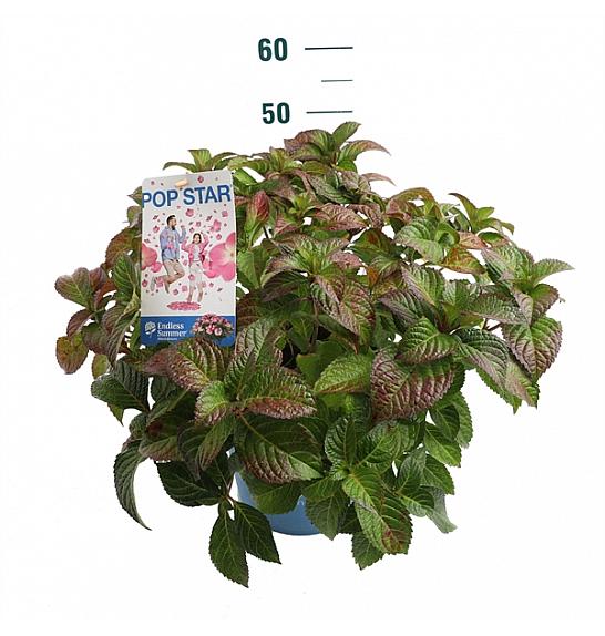 Hydrangea E.S. Pop Star® Pink C10 Lit. 30-35 cm