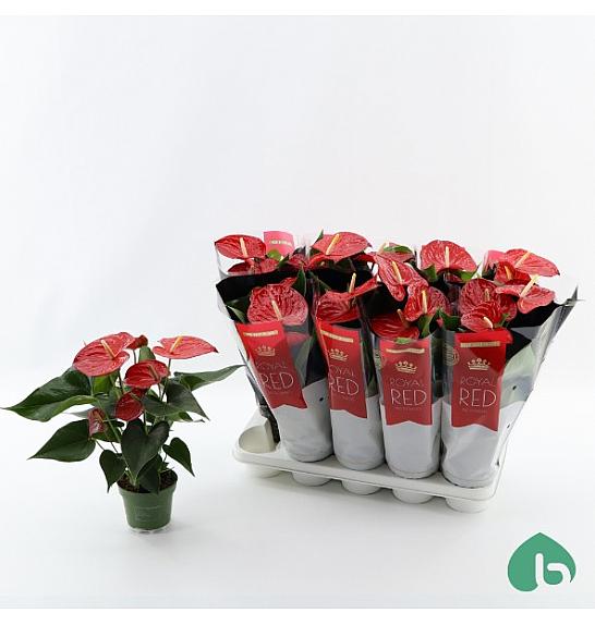 Anthurium andr. Ø12 Crveni