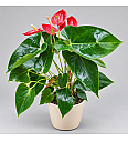 Anthurium andr. Ø12 Red