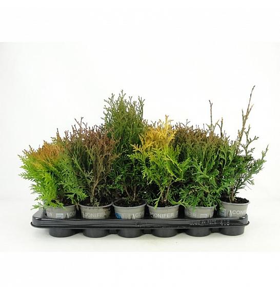 Taxus Mix Ø9