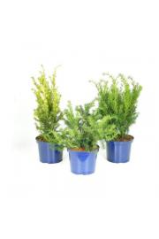 Taxus Mix C5 Lit. 40-60 cm