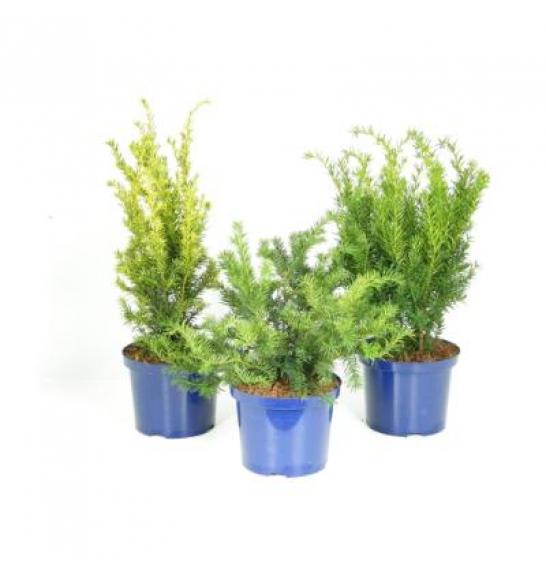 Taxus Mix C5 Lit. 40-60 cm
